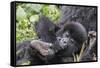 Rwanda, Volcanoes National Park, Ruhengeri, Kinigi. Mountain gorilla. Baby and mother.-Emily Wilson-Framed Stretched Canvas