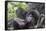 Rwanda, Volcanoes National Park, Ruhengeri, Kinigi. Mountain gorilla. Baby and mother.-Emily Wilson-Framed Stretched Canvas