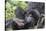 Rwanda, Volcanoes National Park, Ruhengeri, Kinigi. Mountain gorilla. Baby and mother.-Emily Wilson-Stretched Canvas