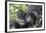 Rwanda, Volcanoes National Park, Ruhengeri, Kinigi. Mountain gorilla. Baby and mother.-Emily Wilson-Framed Photographic Print