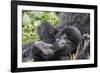 Rwanda, Volcanoes National Park, Ruhengeri, Kinigi. Mountain gorilla. Baby and mother.-Emily Wilson-Framed Photographic Print