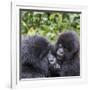 Rwanda, Volcanoes National Park, Ruhengeri, Kinigi. Mountain gorilla. Baby and mother.-Emily Wilson-Framed Photographic Print