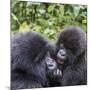 Rwanda, Volcanoes National Park, Ruhengeri, Kinigi. Mountain gorilla. Baby and mother.-Emily Wilson-Mounted Photographic Print