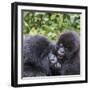 Rwanda, Volcanoes National Park, Ruhengeri, Kinigi. Mountain gorilla. Baby and mother.-Emily Wilson-Framed Photographic Print