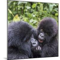 Rwanda, Volcanoes National Park, Ruhengeri, Kinigi. Mountain gorilla. Baby and mother.-Emily Wilson-Mounted Photographic Print