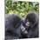 Rwanda, Volcanoes National Park, Ruhengeri, Kinigi. Mountain gorilla. Baby and mother.-Emily Wilson-Mounted Photographic Print