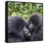 Rwanda, Volcanoes National Park, Ruhengeri, Kinigi. Mountain gorilla. Baby and mother.-Emily Wilson-Framed Stretched Canvas