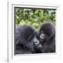 Rwanda, Volcanoes National Park, Ruhengeri, Kinigi. Mountain gorilla. Baby and mother.-Emily Wilson-Framed Photographic Print