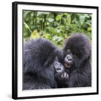 Rwanda, Volcanoes National Park, Ruhengeri, Kinigi. Mountain gorilla. Baby and mother.-Emily Wilson-Framed Photographic Print