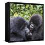 Rwanda, Volcanoes National Park, Ruhengeri, Kinigi. Mountain gorilla. Baby and mother.-Emily Wilson-Framed Stretched Canvas