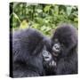 Rwanda, Volcanoes National Park, Ruhengeri, Kinigi. Mountain gorilla. Baby and mother.-Emily Wilson-Stretched Canvas