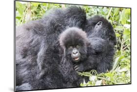 Rwanda, Volcanoes National Park, Ruhengeri, Kinigi. Mountain gorilla. Baby and mother.-Emily Wilson-Mounted Photographic Print