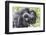 Rwanda, Volcanoes National Park, Ruhengeri, Kinigi. Mountain gorilla. Baby and mother.-Emily Wilson-Framed Premium Photographic Print