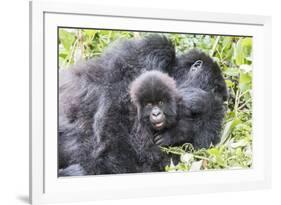 Rwanda, Volcanoes National Park, Ruhengeri, Kinigi. Mountain gorilla. Baby and mother.-Emily Wilson-Framed Photographic Print