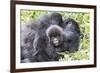 Rwanda, Volcanoes National Park, Ruhengeri, Kinigi. Mountain gorilla. Baby and mother.-Emily Wilson-Framed Photographic Print