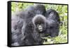 Rwanda, Volcanoes National Park, Ruhengeri, Kinigi. Mountain gorilla. Baby and mother.-Emily Wilson-Framed Stretched Canvas