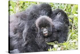 Rwanda, Volcanoes National Park, Ruhengeri, Kinigi. Mountain gorilla. Baby and mother.-Emily Wilson-Stretched Canvas