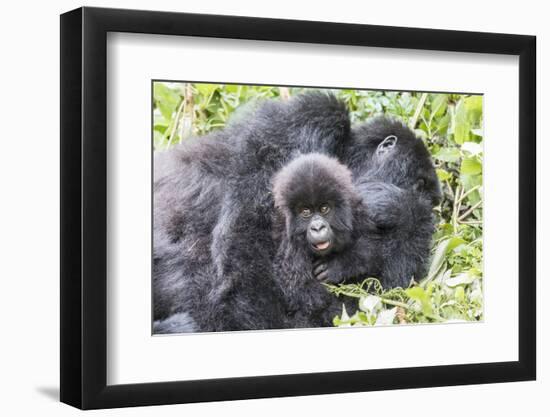 Rwanda, Volcanoes National Park, Ruhengeri, Kinigi. Mountain gorilla. Baby and mother.-Emily Wilson-Framed Photographic Print