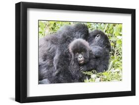 Rwanda, Volcanoes National Park, Ruhengeri, Kinigi. Mountain gorilla. Baby and mother.-Emily Wilson-Framed Photographic Print