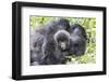 Rwanda, Volcanoes National Park, Ruhengeri, Kinigi. Mountain gorilla. Baby and mother.-Emily Wilson-Framed Photographic Print