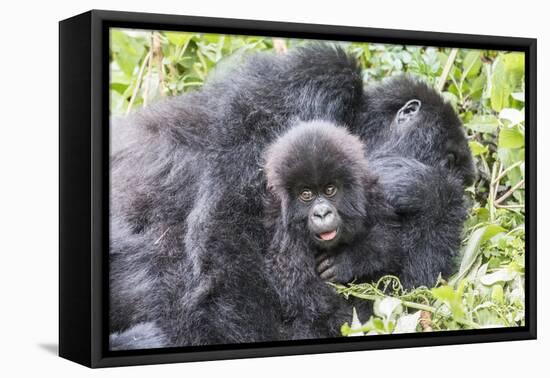 Rwanda, Volcanoes National Park, Ruhengeri, Kinigi. Mountain gorilla. Baby and mother.-Emily Wilson-Framed Stretched Canvas