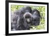 Rwanda, Volcanoes National Park, Ruhengeri, Kinigi. Mountain gorilla. Baby and mother.-Emily Wilson-Framed Photographic Print