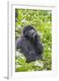 Rwanda, Volcanoes National Park, Ruhengeri, Kinigi. Mountain gorilla.-Emily Wilson-Framed Photographic Print