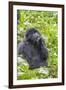 Rwanda, Volcanoes National Park, Ruhengeri, Kinigi. Mountain gorilla.-Emily Wilson-Framed Photographic Print