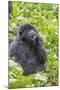 Rwanda, Volcanoes National Park, Ruhengeri, Kinigi. Mountain gorilla.-Emily Wilson-Mounted Photographic Print