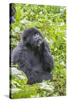 Rwanda, Volcanoes National Park, Ruhengeri, Kinigi. Mountain gorilla.-Emily Wilson-Stretched Canvas