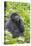 Rwanda, Volcanoes National Park, Ruhengeri, Kinigi. Mountain gorilla.-Emily Wilson-Stretched Canvas