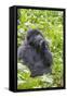 Rwanda, Volcanoes National Park, Ruhengeri, Kinigi. Mountain gorilla.-Emily Wilson-Framed Stretched Canvas