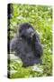 Rwanda, Volcanoes National Park, Ruhengeri, Kinigi. Mountain gorilla.-Emily Wilson-Stretched Canvas