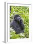 Rwanda, Volcanoes National Park, Ruhengeri, Kinigi. Mountain gorilla.-Emily Wilson-Framed Photographic Print