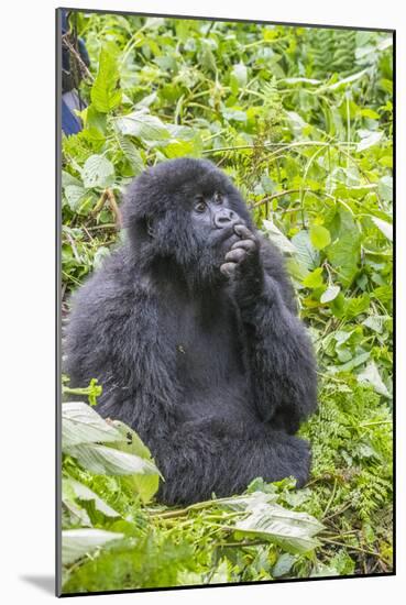 Rwanda, Volcanoes National Park, Ruhengeri, Kinigi. Mountain gorilla.-Emily Wilson-Mounted Photographic Print