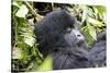 Rwanda, Volcanoes National Park, Ruhengeri, Kinigi. Mountain gorilla.-Emily Wilson-Stretched Canvas