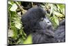 Rwanda, Volcanoes National Park, Ruhengeri, Kinigi. Mountain gorilla.-Emily Wilson-Mounted Photographic Print