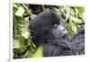 Rwanda, Volcanoes National Park, Ruhengeri, Kinigi. Mountain gorilla.-Emily Wilson-Framed Photographic Print