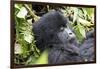 Rwanda, Volcanoes National Park, Ruhengeri, Kinigi. Mountain gorilla.-Emily Wilson-Framed Photographic Print