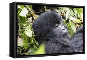 Rwanda, Volcanoes National Park, Ruhengeri, Kinigi. Mountain gorilla.-Emily Wilson-Framed Stretched Canvas