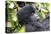 Rwanda, Volcanoes National Park, Ruhengeri, Kinigi. Mountain gorilla.-Emily Wilson-Stretched Canvas