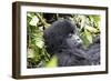 Rwanda, Volcanoes National Park, Ruhengeri, Kinigi. Mountain gorilla.-Emily Wilson-Framed Photographic Print