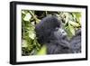 Rwanda, Volcanoes National Park, Ruhengeri, Kinigi. Mountain gorilla.-Emily Wilson-Framed Photographic Print