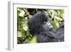 Rwanda, Volcanoes National Park, Ruhengeri, Kinigi. Mountain gorilla.-Emily Wilson-Framed Photographic Print