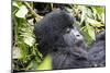 Rwanda, Volcanoes National Park, Ruhengeri, Kinigi. Mountain gorilla.-Emily Wilson-Mounted Photographic Print
