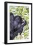 Rwanda, Volcanoes National Park, Ruhengeri, Kinigi. Mountain gorilla.-Emily Wilson-Framed Photographic Print