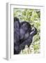 Rwanda, Volcanoes National Park, Ruhengeri, Kinigi. Mountain gorilla.-Emily Wilson-Framed Photographic Print