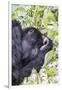 Rwanda, Volcanoes National Park, Ruhengeri, Kinigi. Mountain gorilla.-Emily Wilson-Framed Photographic Print