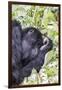 Rwanda, Volcanoes National Park, Ruhengeri, Kinigi. Mountain gorilla.-Emily Wilson-Framed Photographic Print