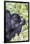 Rwanda, Volcanoes National Park, Ruhengeri, Kinigi. Mountain gorilla.-Emily Wilson-Framed Photographic Print